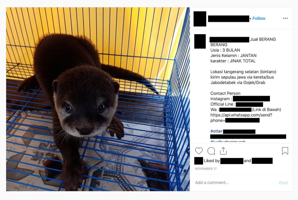 Otter sold via Instagram in Indonesia. Instagram