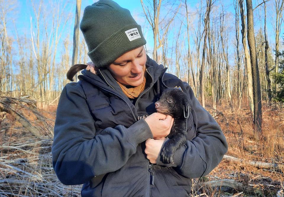 Emily Carrollo, the Pennsylvania Game Commission's black bear manager, looks at a cub March 3, 2022. It was one of three cubs born to a mother bear this winter.