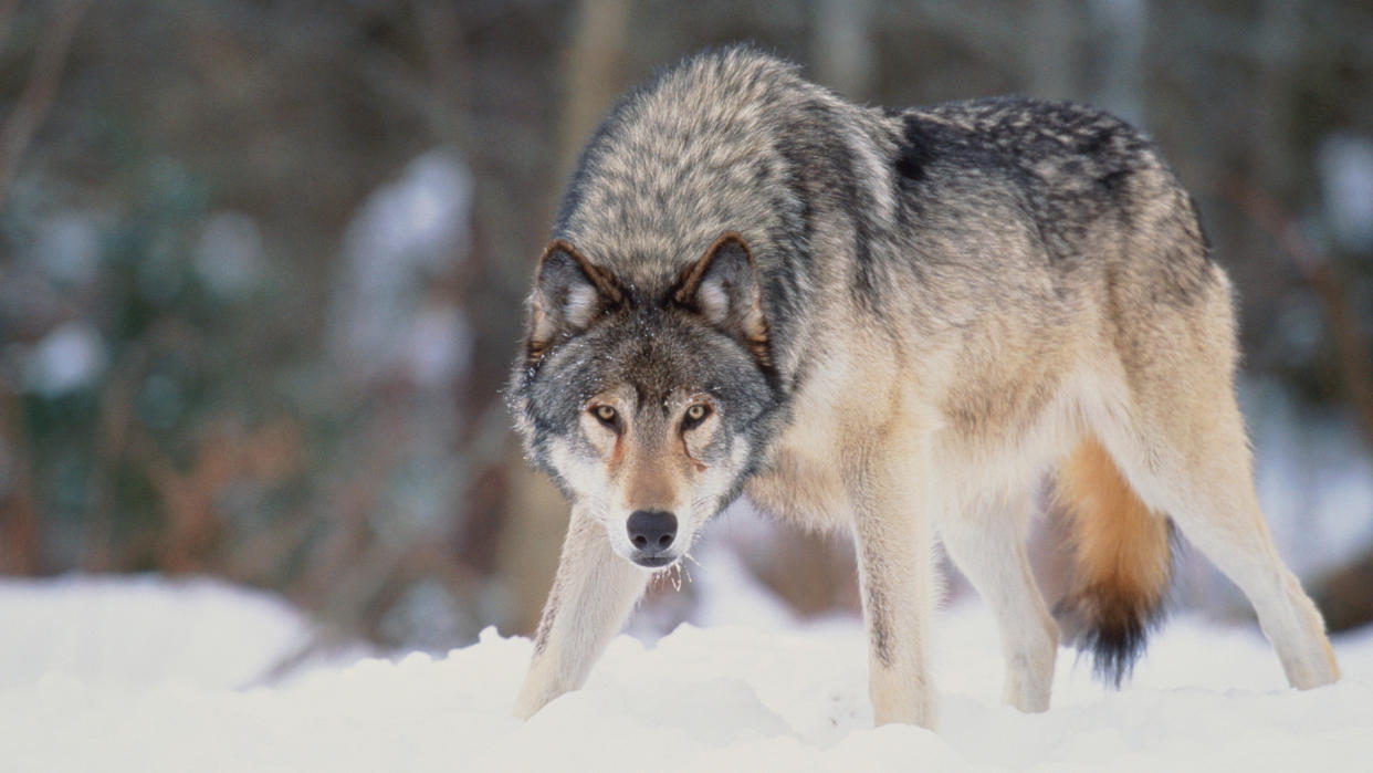  What to do if you encounter a wolf: gray wolf. 