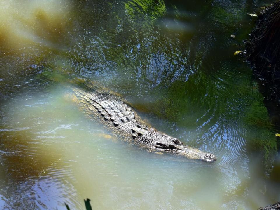 Anti-crocodile policies are common in north Queensland. Source: Shuttershock