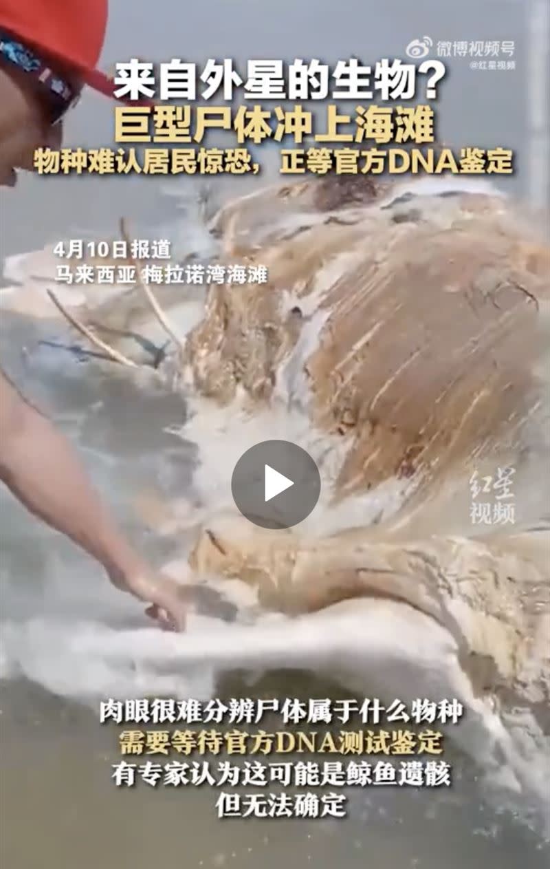 海灘上的巨型屍體已嚴重腐爛。（圖／翻攝自微博）