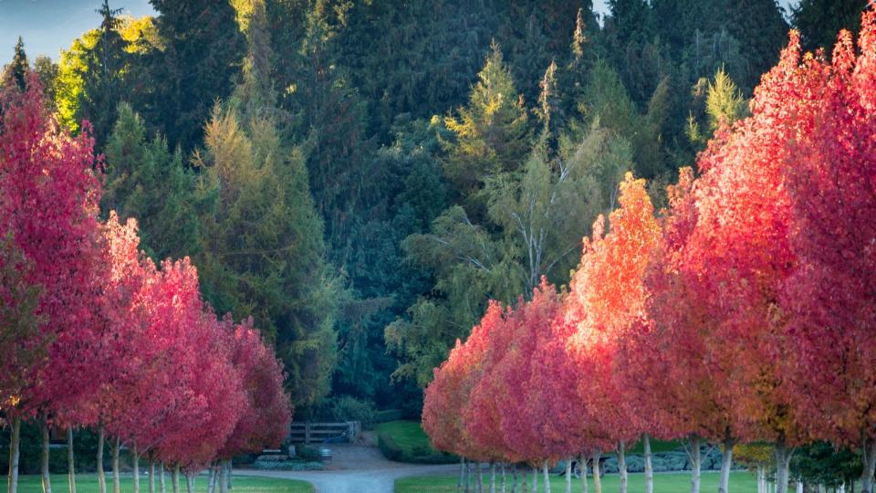 road by trees against sky during autumn