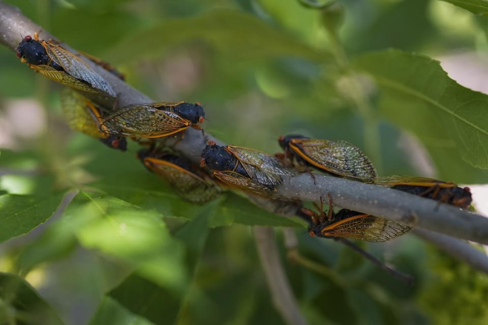 Adult periodical cicadas cling to a tree branch at Morton Arboretum Visitor Center on Thursday, June 6, 2024, in Lisle, Ill. The most noticeable part of the cicada invasion blanketing the central United States is the sound. The songs — only from males — are mating calls. (AP Photo/Carolyn Kaster)