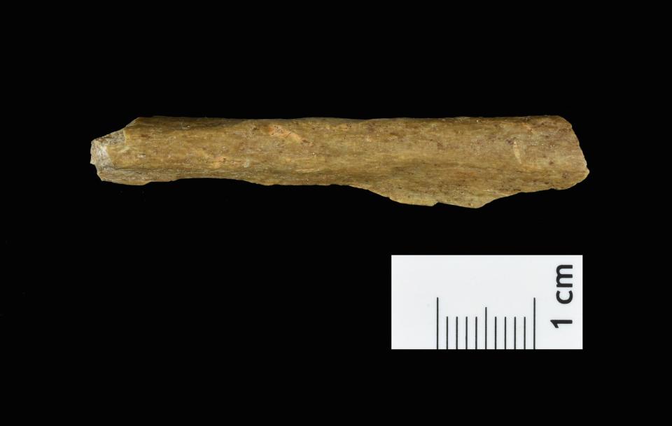 A long human bone fragment from the new excavations at Ranis. 