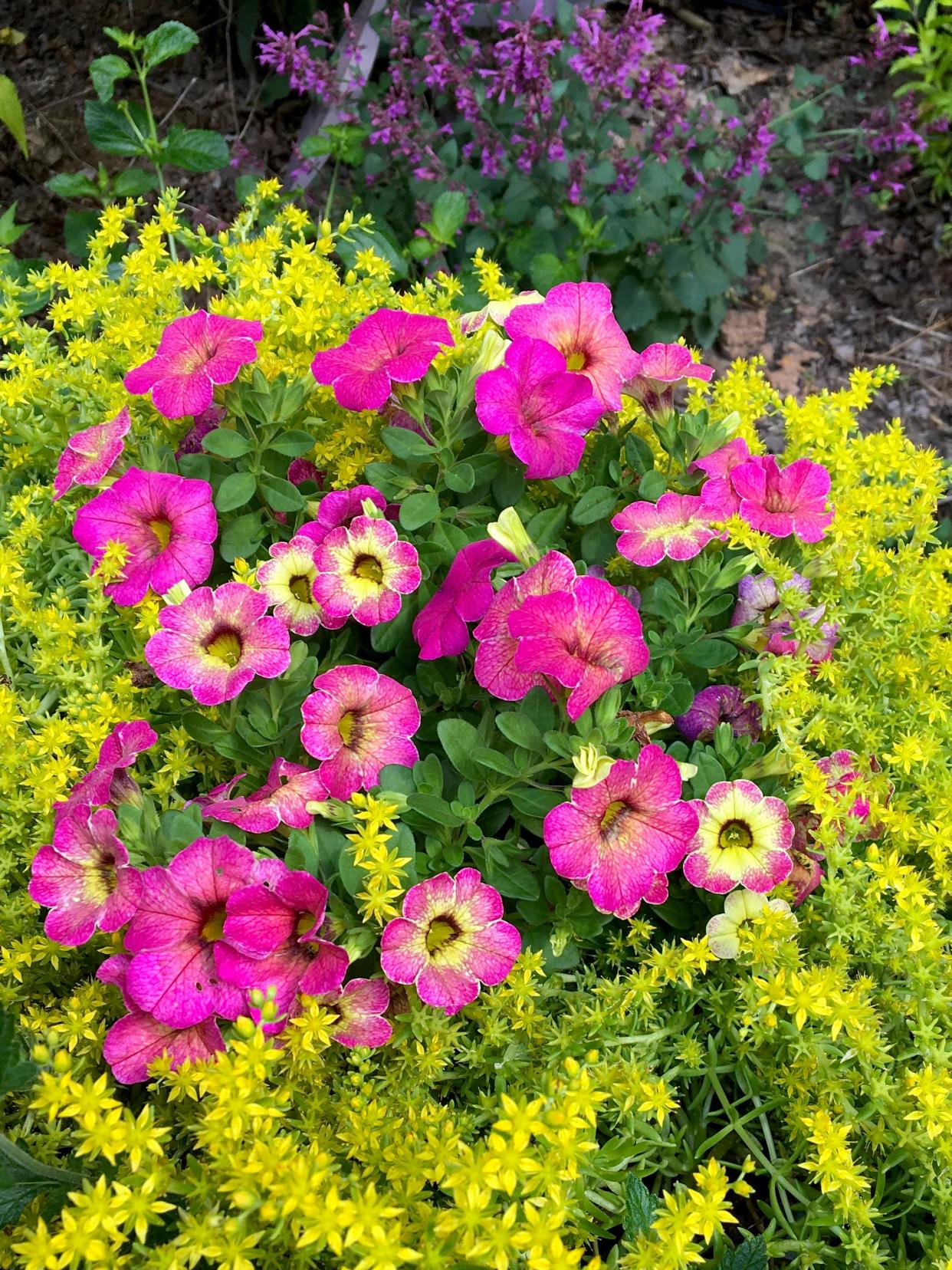 Superbells Prism Pink Lemonade calibrachoa makes its debut in 2023. Here it is partnered with the tiny yellow flowers of Lemon Ball sedum.