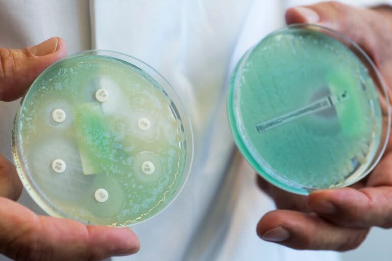 Prueba de antibióticos con Pseudomonas aeruginosa