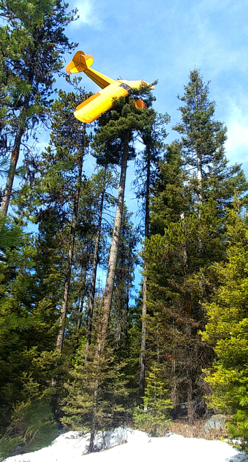 This undated photo provided by the Valley County Sheriff's Office shows a small plane where it came to rest at the top of a tree near the resort town of McCall, Idaho. Pilot John Gregory was not hurt in the crash Monday night, April 22, 2019, which happened when his single-engine Piper Cub PA-18 lost power and a wing strut became entangled in the the top of a 60-foot (18-meter) tree as he was trying to crash-land in a field, officials said. Gregory was rescued from his perch atop the giant white fir by volunteer firefighter Randy Acker, who owns a tree-removal company. (Undersheriff Jason Speer/Valley County Sheriff's Office via AP)