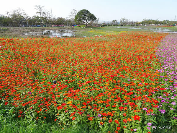 台中國際花毯節8.jpg