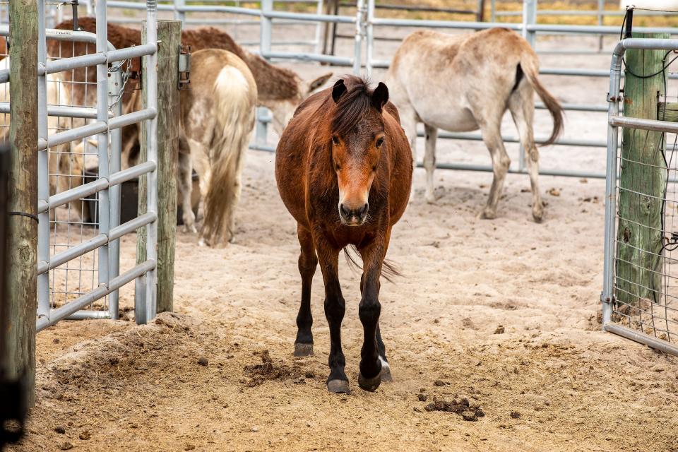 Rescued horses at Hope Equine Rescue in Winter Haven.