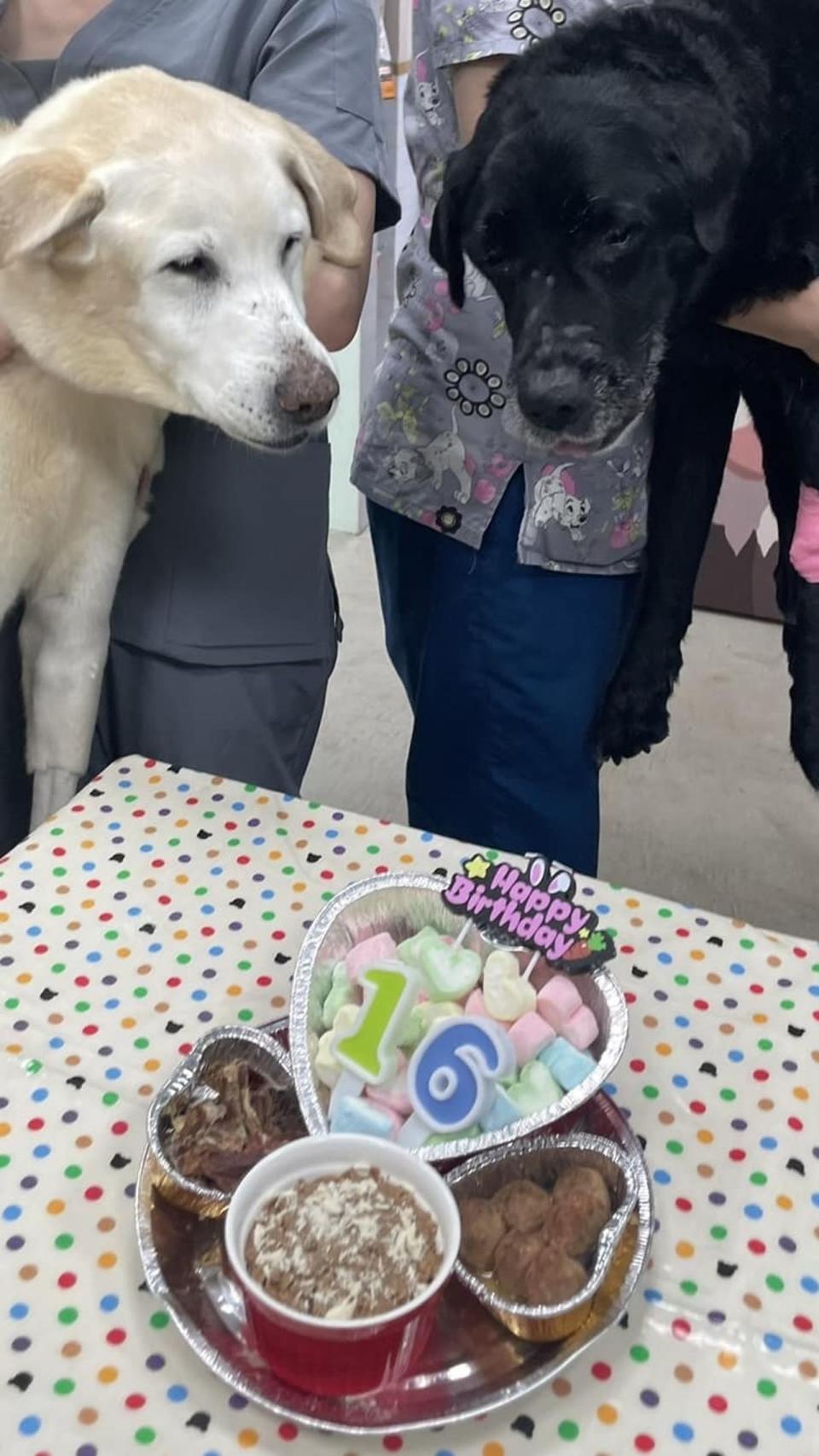 Maru（左）和Bunny（右）都是蔡英文2016年時，從惠光導盲犬學校領養的狗狗。(翻攝自蔡英文臉書)
