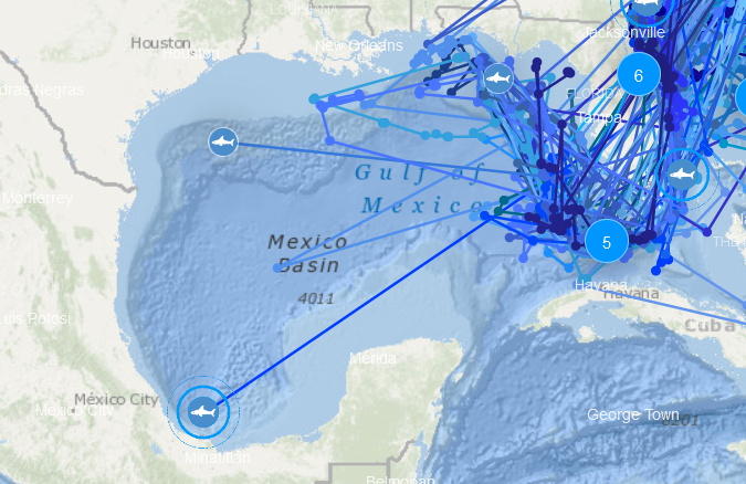 Ocearch shared the combined tracks of all the white sharks it monitors around Florida.