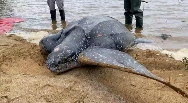 The big turtle before he headed back to his home in the sea. (Photo: CNN)