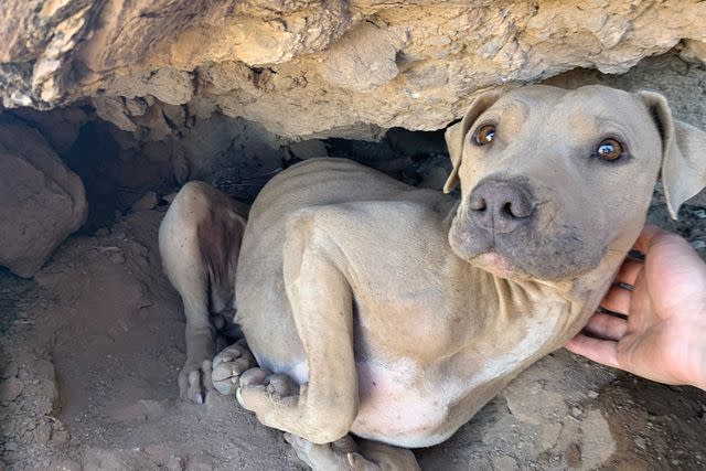 <p>Arizona Humane Society</p> Bright Eyes, who was rescued in Arizona.