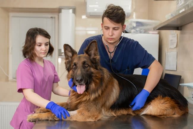 what causes canine kidney cancer