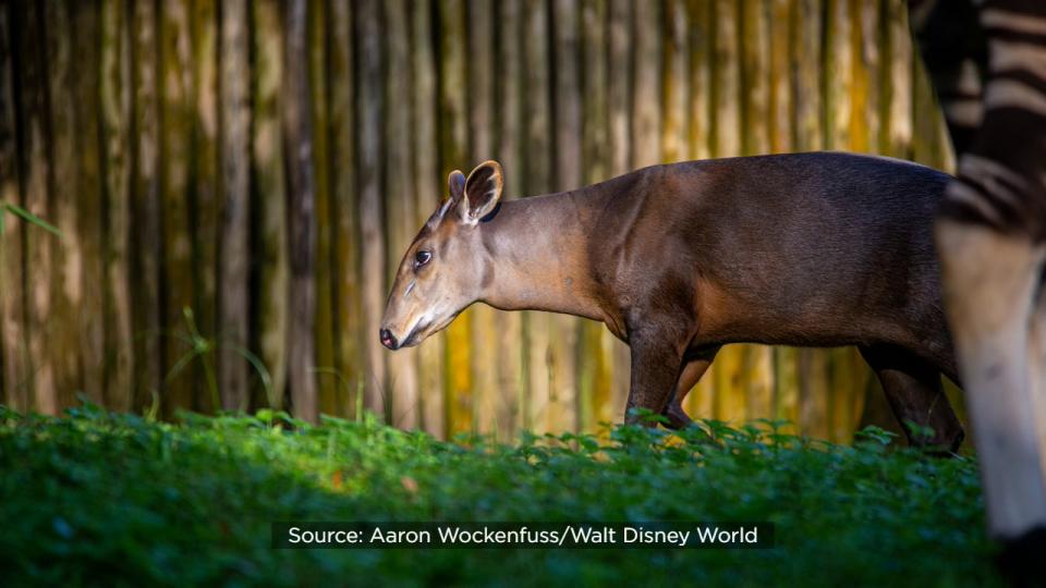 After spending a few months bonding with mom Pearl backstage, yellow-backed duiker baby Penny, born in the spring, can now be spotted on Gorilla Falls Exploration Trail.