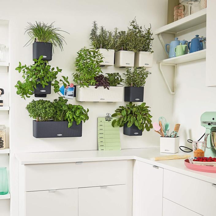 <p> Growing herbs in the kitchen means they&#x2019;re always available to flavor dishes, but where to put them when countertop space is at a premium? Look to the walls instead to provide a place to keep them.&#xA0; </p> <p> A modular self-watering green wall system like this one is convenient, but shelves will make a great location for these fresh ingredients, too. </p>