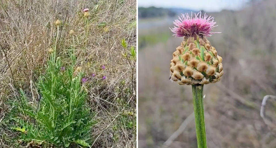 A close-up of the Austral Cornflowers, otherwise known as rhaponticum australe, on the side of the road. Source: TikTok/@shannon.k.m6