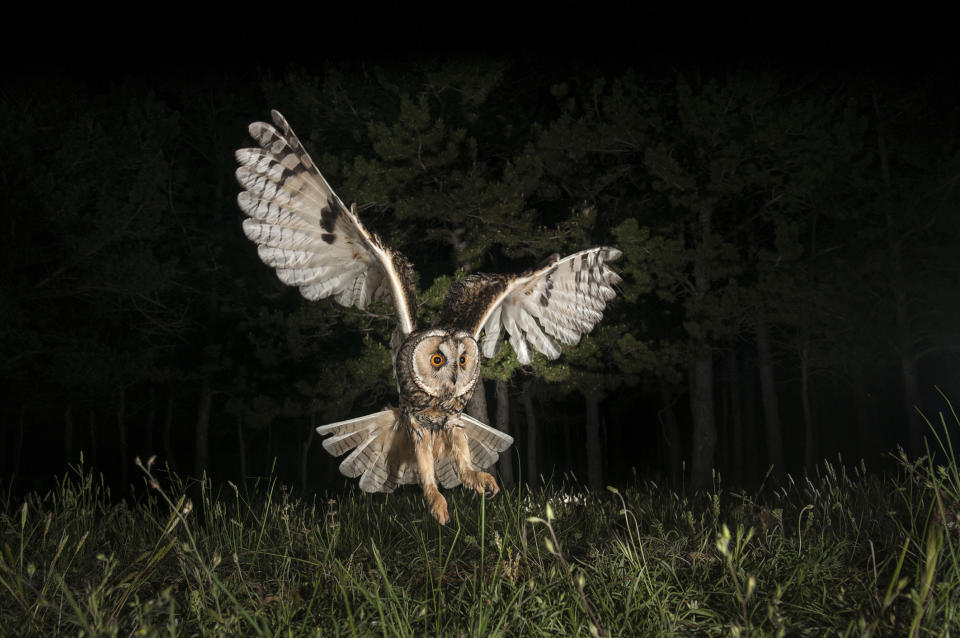 Take a look at these fantastic creatures of the night