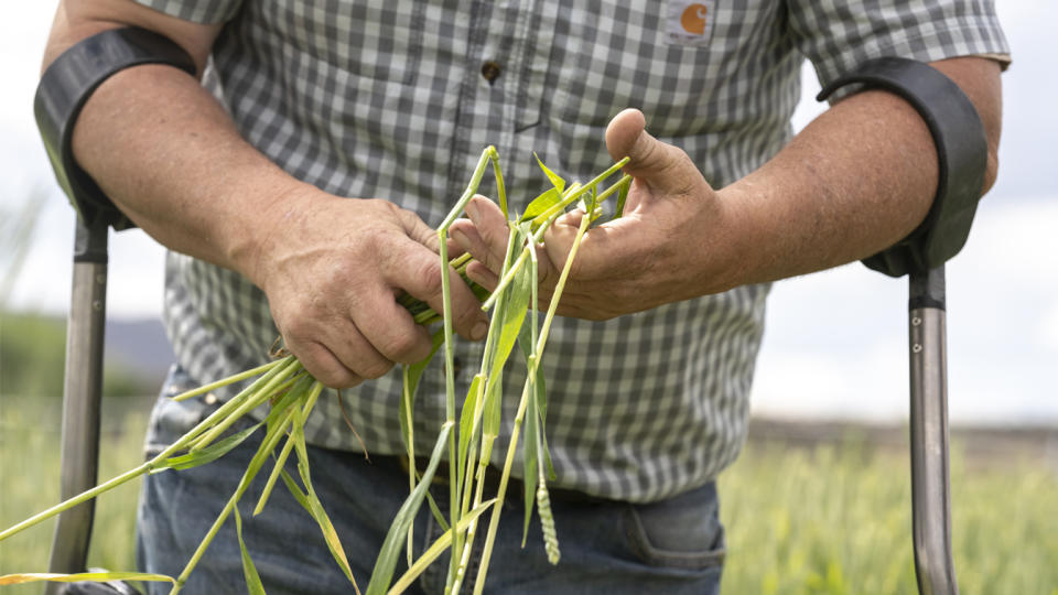 Ben DuVal stands in a field of triticale, one of the few crops his family was able to plant this year due to the water shortage, on Wednesday, June 9, 2021, in Tulelake, Calif. (Nathan Howard/AP Photo)