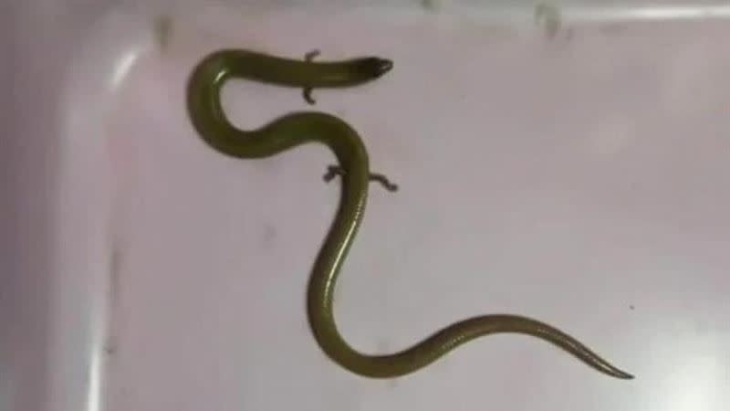一名泰國人在屋內發現Q萌小蛇，身上還長了4隻腳。（圖／翻攝自臉書）