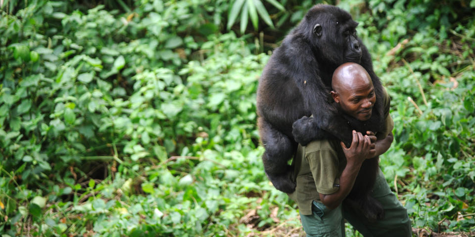 Patrick Karabaranga, a warden at the Virunga National Park, plays with an orphaned mountain gorilla in the gorilla sanctuary in the park headquarters at Rumangabo in the east of the Democratic Republic of Congo on July 17, 2012. The Virunga park is home to some 210 mountain gorillas, approximately a quarter of the world's population. The four orphans that live in the sanctuary are the only mountain gorillas in the world not living in the wild, having been brought here after their parents were killed by poachers or as a result of traffickers trying to smuggle them out of the park. "They play a critical part in the survival of the species" says Emmanuel De Merode, Director for Virunga National Park. He adds that the ICCN does not currently have access to the gorilla sector of the park due to the M23 rebellion. AFP PHOTO/PHIL MOORE (Photo credit should read PHIL MOORE/AFP/Getty Images)