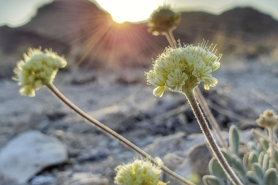 This photo provided by Patrick Donnelly and the Center for Biological Diversity, shows Tiehm's buckwheat, a rare wildflower, in the Nevada desert on May 18, 2021. The U.S. Fish and Wildlife Service said Thursday, June 3, 2021, an extremely rare wildflower that grows only in Nevada's high desert where an Australian mining company wants to dig for lithium should be protected under the Endangered Species Act. The agency outlined its intention to propose listing Tiehm's buckwheat as a threatened or endangered species in a court-ordered, finding of its overdue review of a listing petition conservationists filed in 2019.(Patrick Donnelly/Center for Biological Diversity via AP)