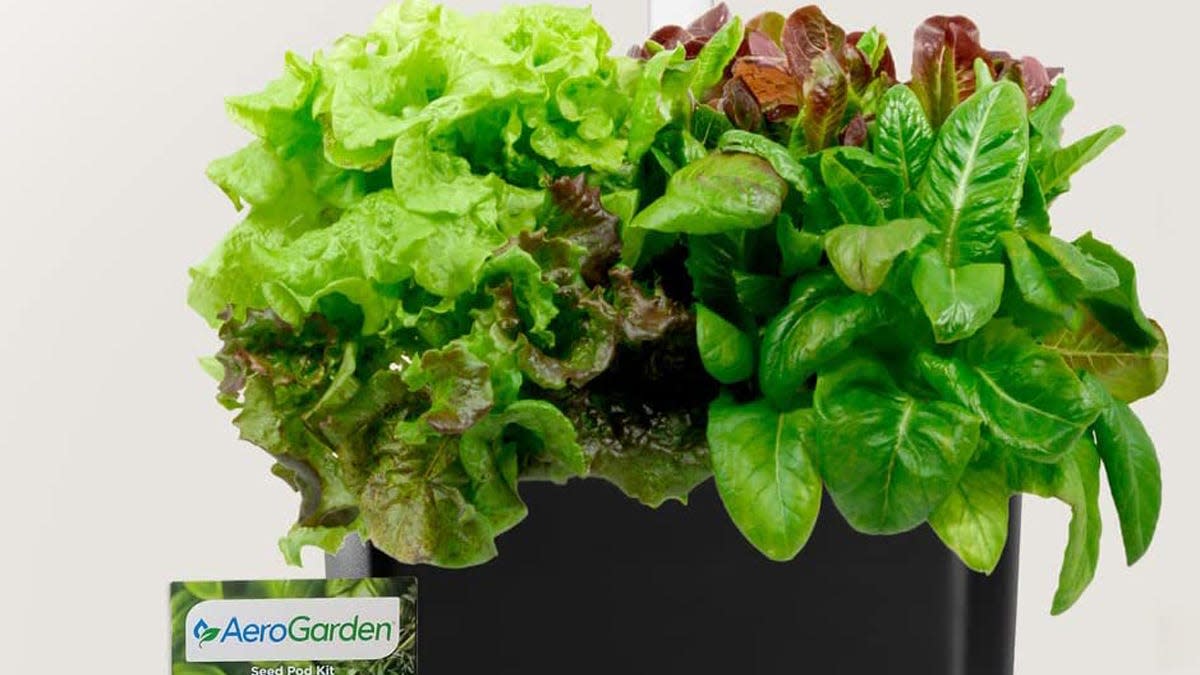 Make your own greens at home with the AeroGarden Harvest indoor garden now on sale.