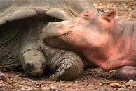 Owen and Mzee, a hippo and a tortoise, nap together in Kenya. These two even have their own book - Owen & Mzee: The True Story of a Remarkable Friendship. (Photo credit: Turtle Pond Publications / http://www.owenandmzee.com)