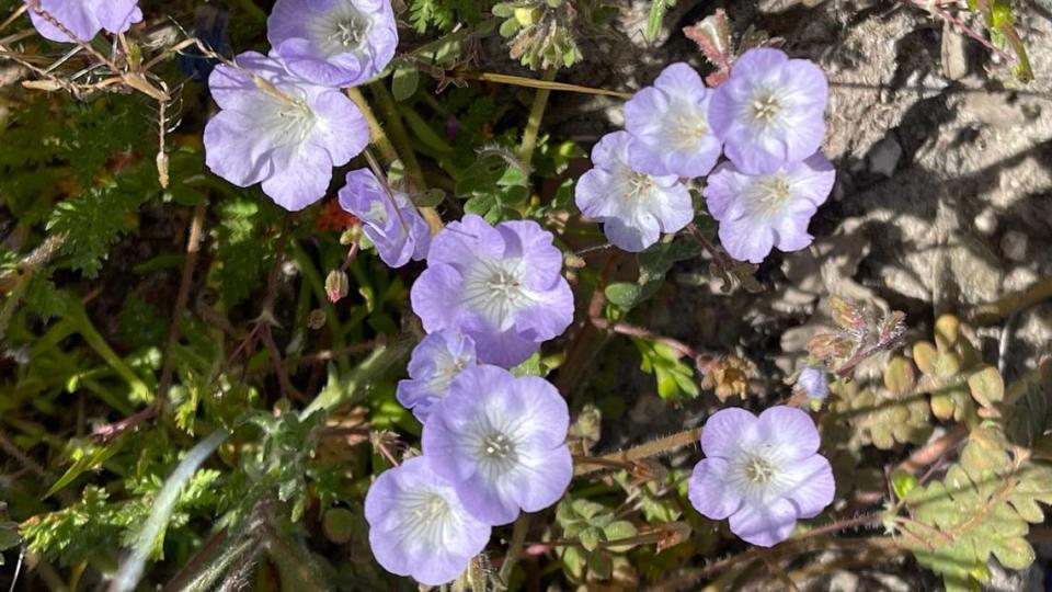 Douglas’ phacelia blooms in the fields along Shell Creek Road on April 9, 2023.