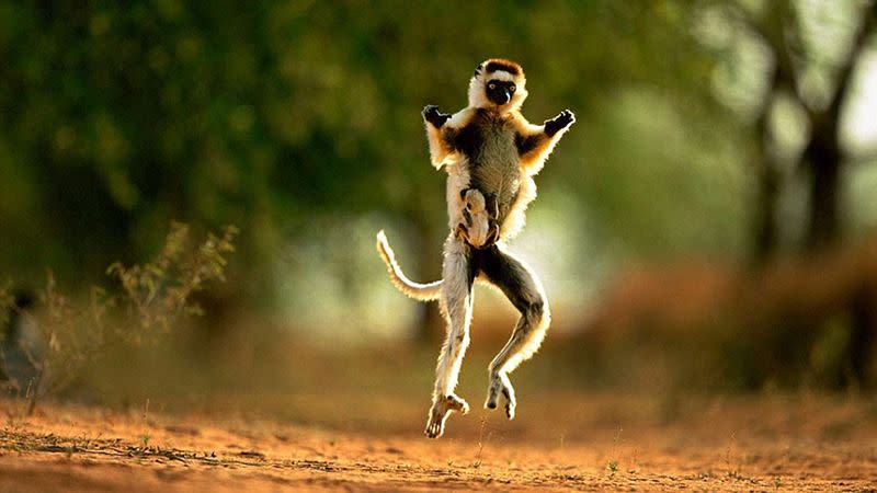 A species of Lemur in Madagascar. Photo: Natural World Safaris