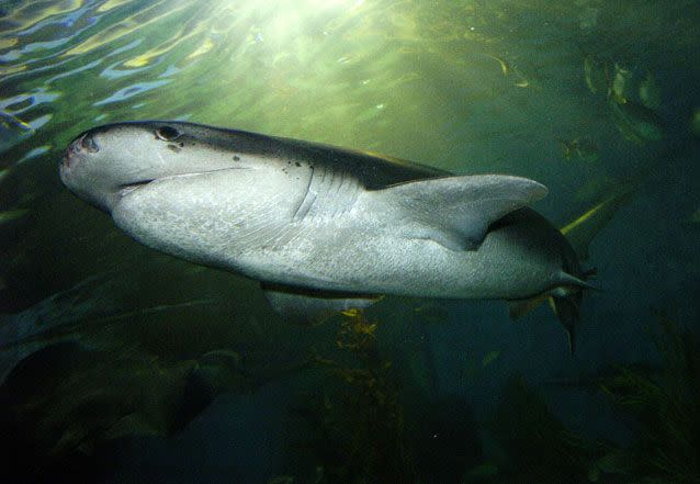 A sevengill shark pictured at Melbourne Aquarium. Source: AAP