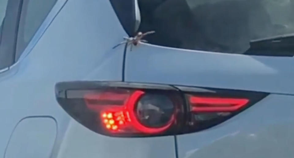 Spider crawls into car stopped in Adelaide traffic