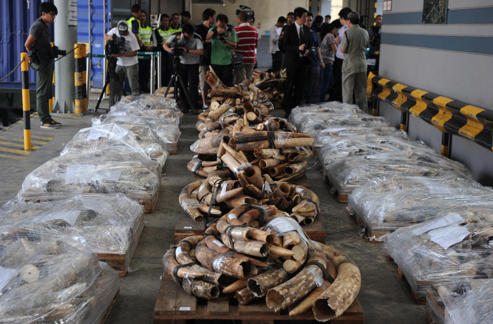 Ivory tusks seized during an anti-smuggling operation in Hong Kong in 2012.&nbsp; (Photo: Credit: AFP/Getty Images)