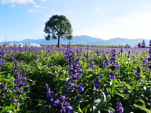 【賞花之旅】花現新社花海，體驗花間漫遊樂悠遊