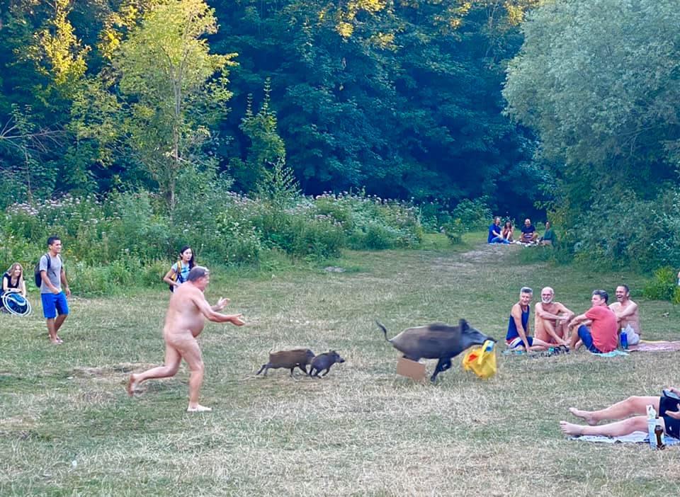 Onlookers were amused by the sight of a naked man chasing a wild boar carrying his belongings: Adele Landauer