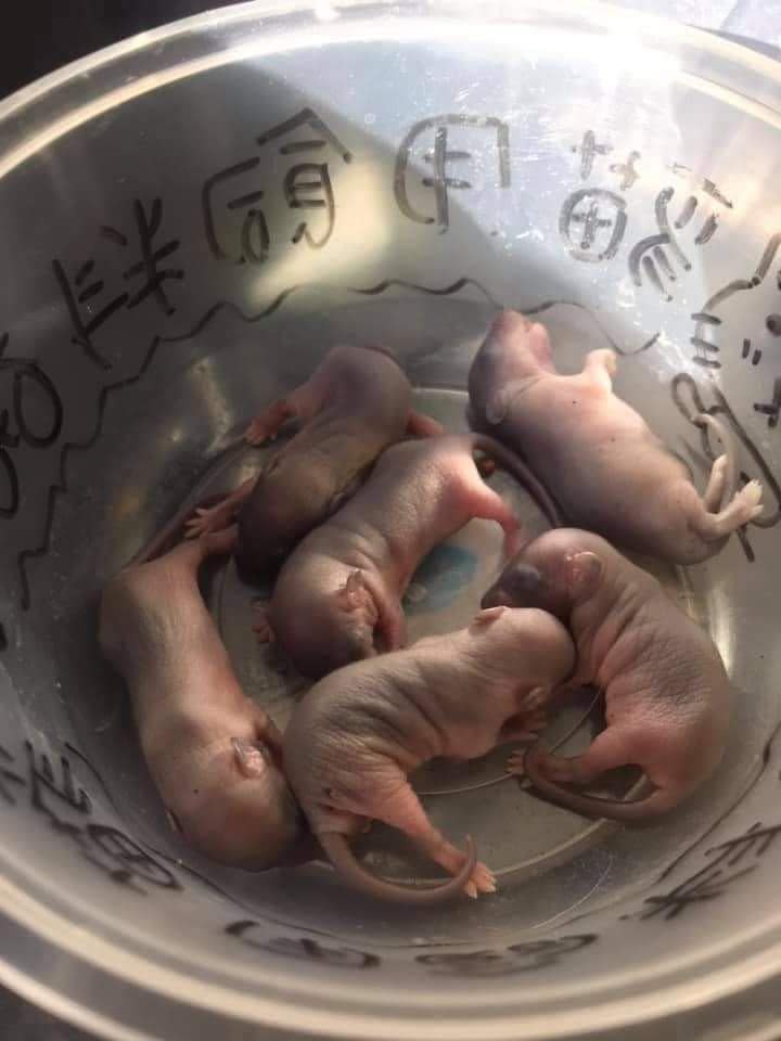 鼠媽媽產下6隻幼鼠。（圖／翻攝自「爆廢公社公開版」）