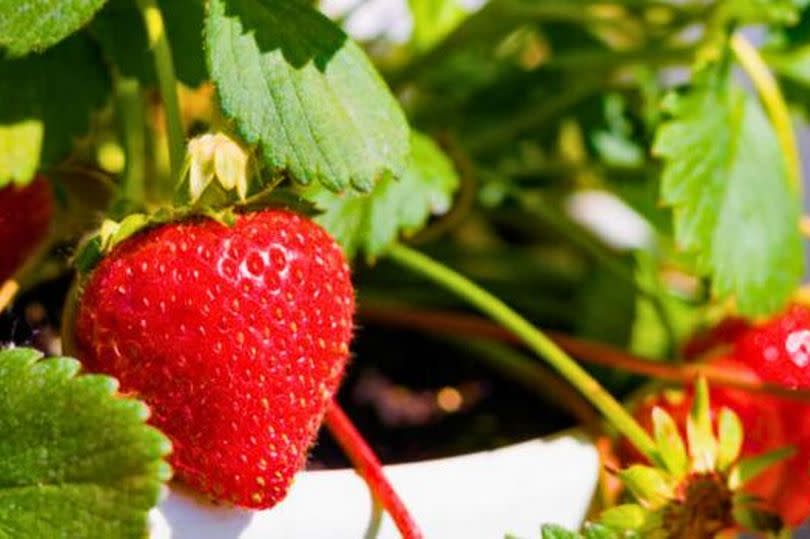 Picture of a big lush strawberry