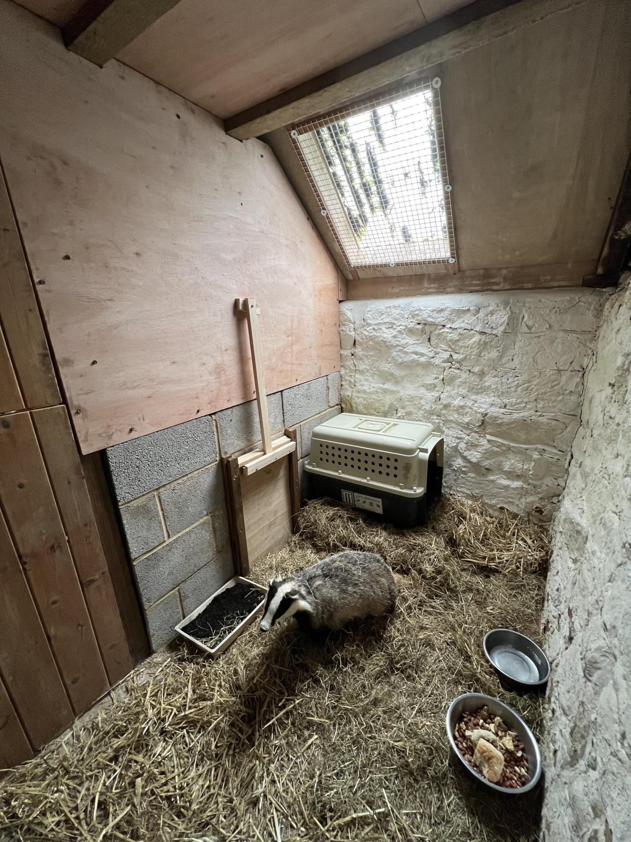 Badger in an enclosure