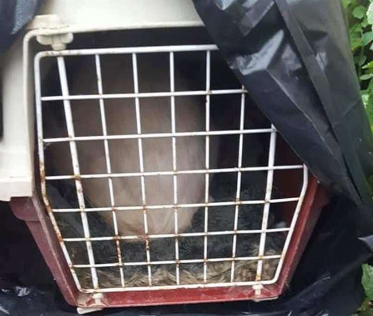 Artex was found in cage wrapped in a bin bag (Picture: Bredhurst Cats Protection)