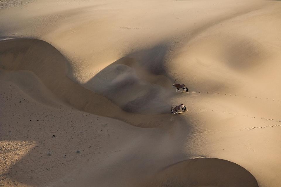 Animals from above