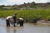 Tres biólogos usan una red para pescar ejemplares del carpa chamizal que trasladarán a otras parte del río Bravo con más agua, en un esfuerzo por evitar la extinción del pez. Foto del 26 de julio del 2022 tomada cerca de Albuquerque (Nuevo México). (AP Photo/Brittany Peterson)