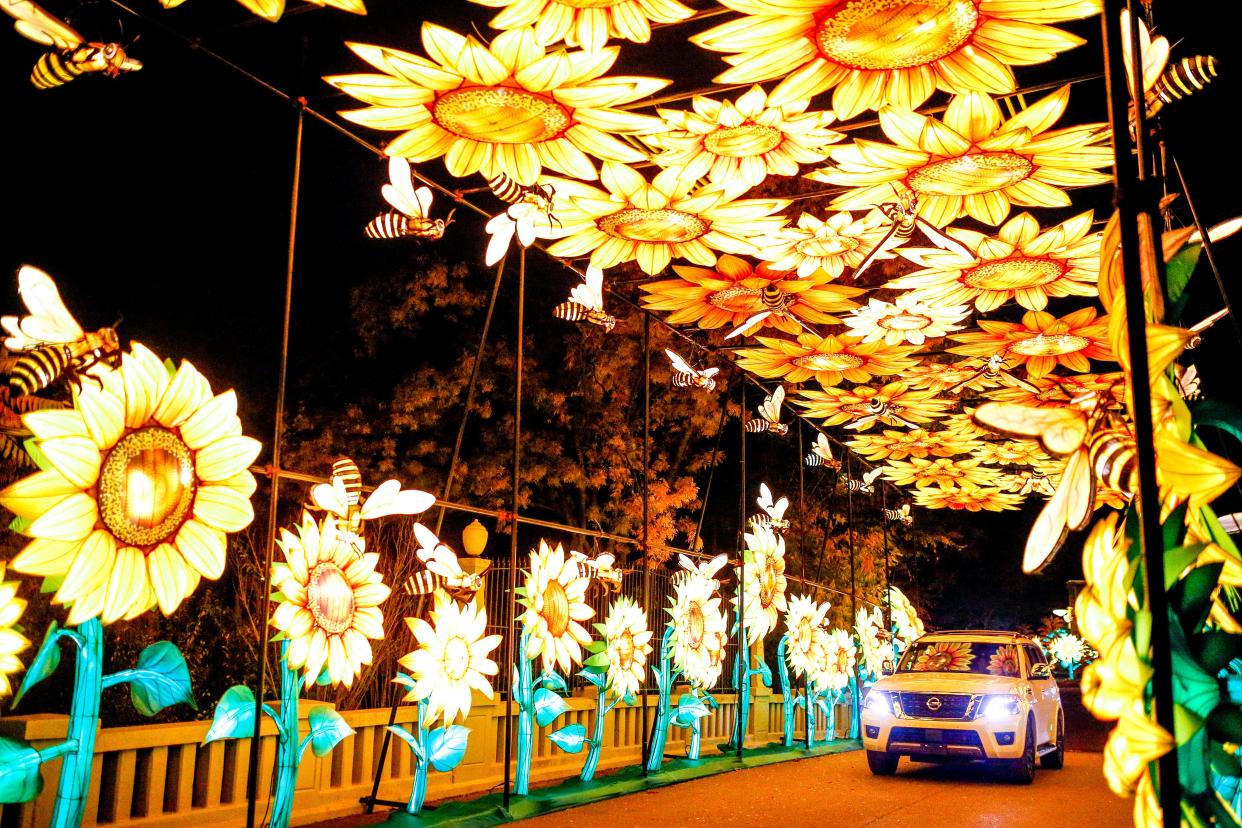 Cars drive through the Safari Lights at the Oklahoma City Zoo.