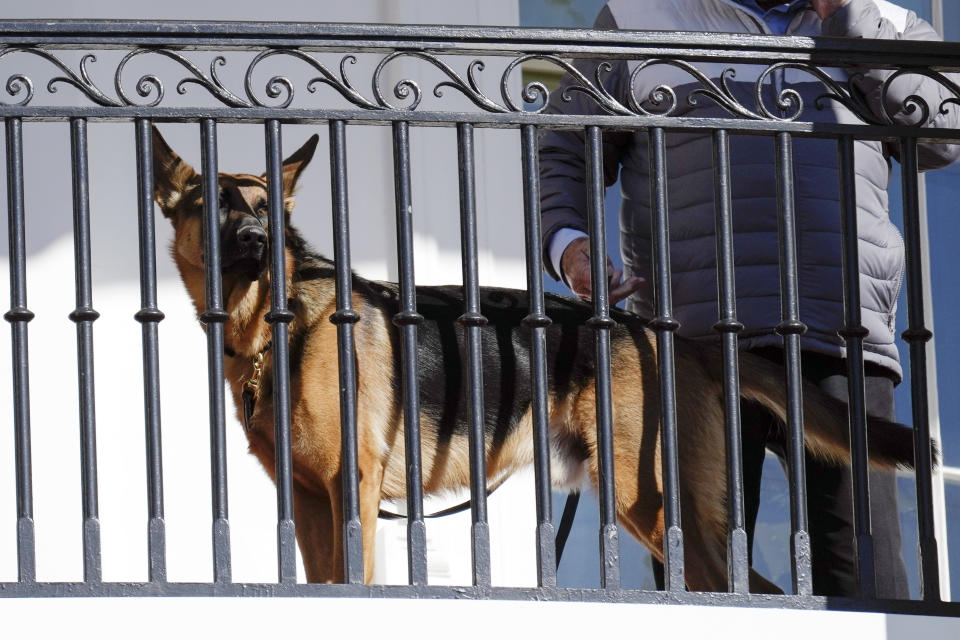 El perro Commander del Presidente Joe Biden afuera en un balcón de la Casa Blanca (AP Foto/Carolyn Kaster, File)