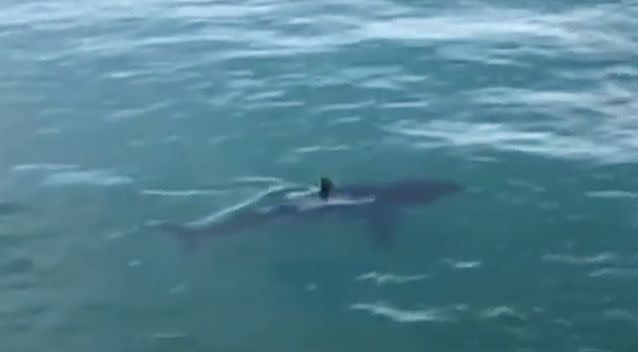 Locals said the large shark was an unusual sight at Lorne. Photo: 7 News
