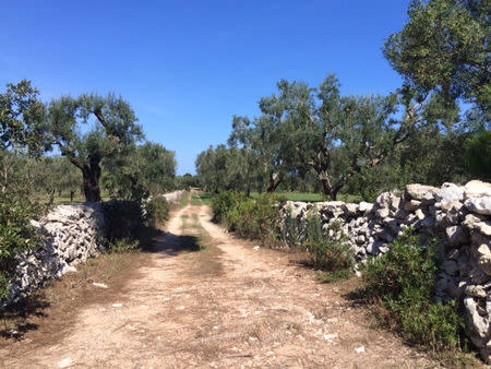 A grove of century-old olive trees is seen in the southern Italian village of Melendugno, near Lecce, September 23, 2016. REUTERS/Giancarlo Navach