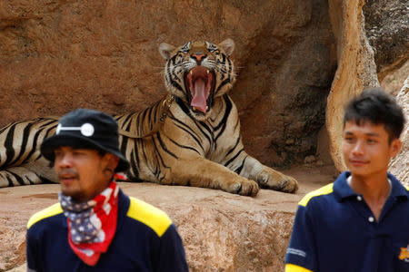 A tiger yawns before the officials start moving them from Thailand's controversial Tiger Temple, a popular tourist destination which has come under fire in recent years over the welfare of its big cats in Kanchanaburi province, west of Bangkok, Thailand, May 30, 2016. REUTERS/Chaiwat Subprasom