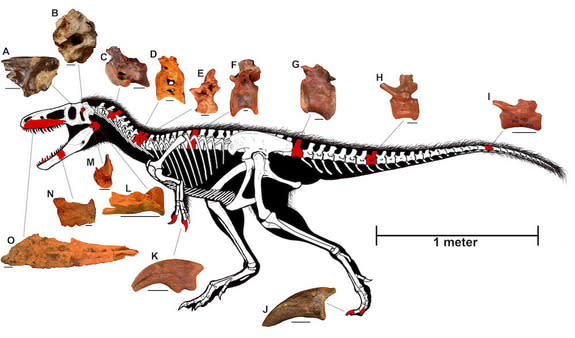 <em>T. euotica</em>'s skeleton, with the bones that paleontologists discovered highlighted in red.