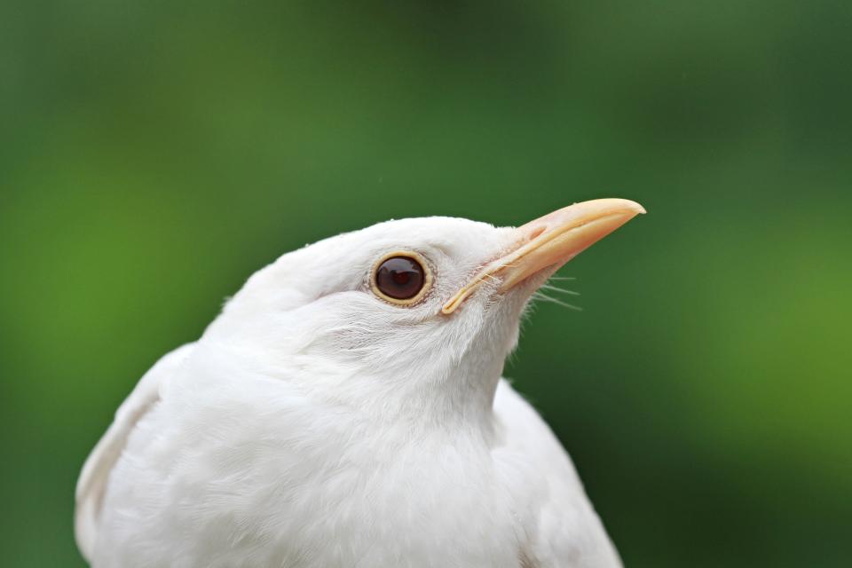 A rescued albino blackbird is pictured at the animal rescue station in Bartosovice, Moravia. There are at maximum only several dozen albino blackbirds in Europe. In nature, most of them do not survive because others attack them.&nbsp;