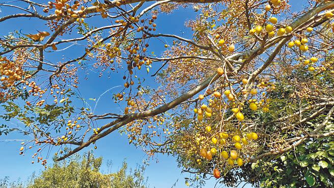 台南以栽種苦楝有名的麻豆曾文溪堤防步道，樹上同樣可見結實纍纍的黃色果實。（張毓翎攝）