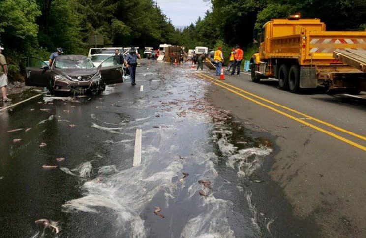 Slime eels, otherwise known as Pacific hagfish, cover Highway 101 Reuters